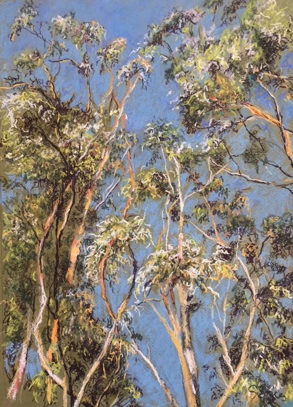 "In the Trees" Pastel on Paper