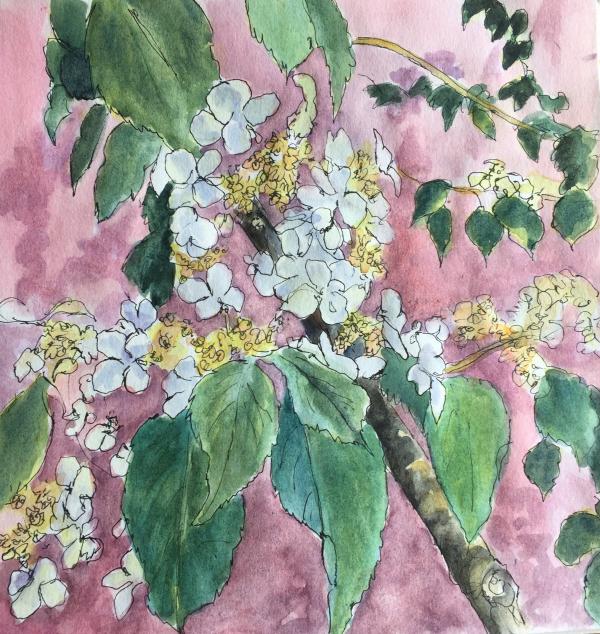 "Hydranga Study I"  Watercolor and Ink
